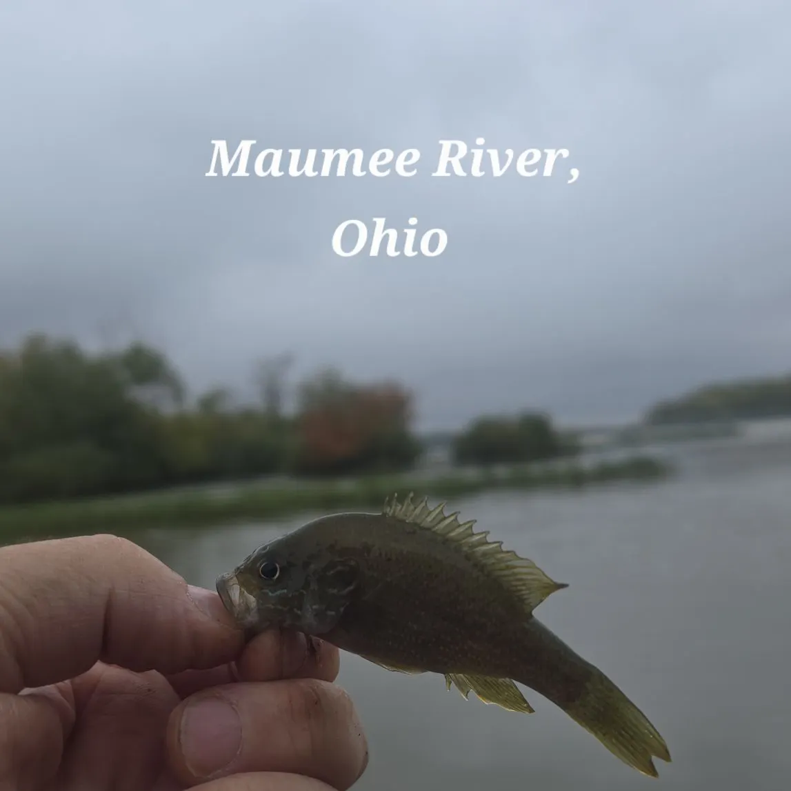 Green sunfish caught on Fishbrain