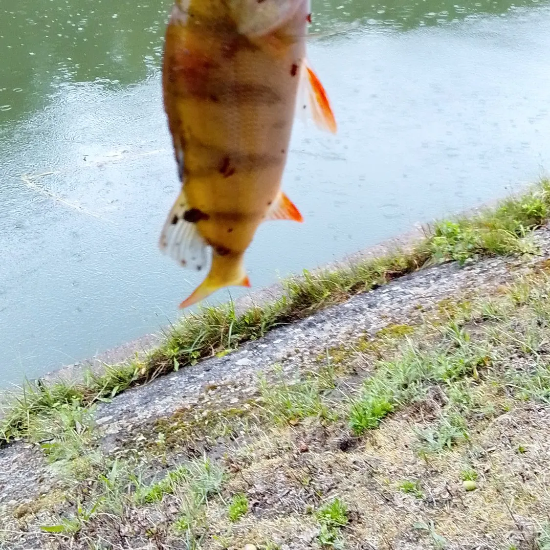 European perch caught on Fishbrain