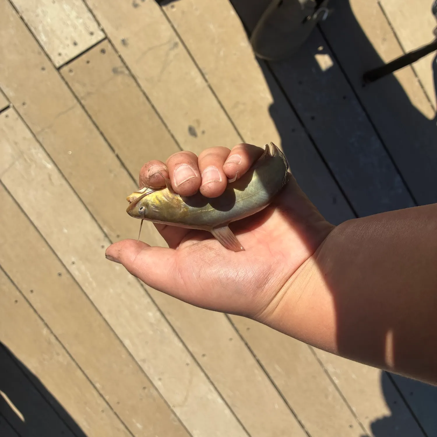 Fish caught on Fishbrain