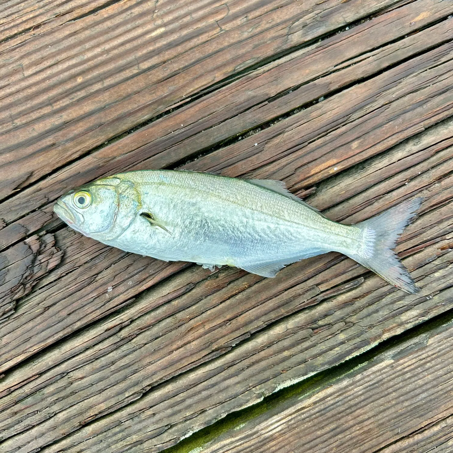 Bluefish caught on Fishbrain