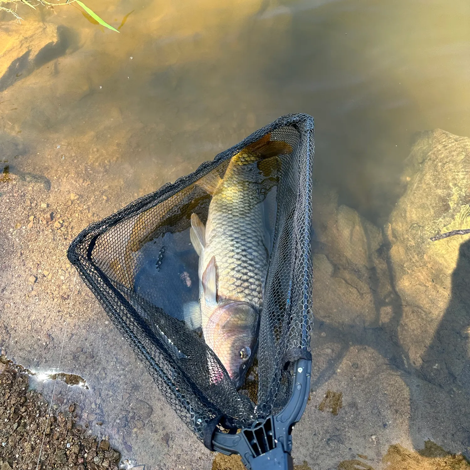 Common carp caught on Fishbrain