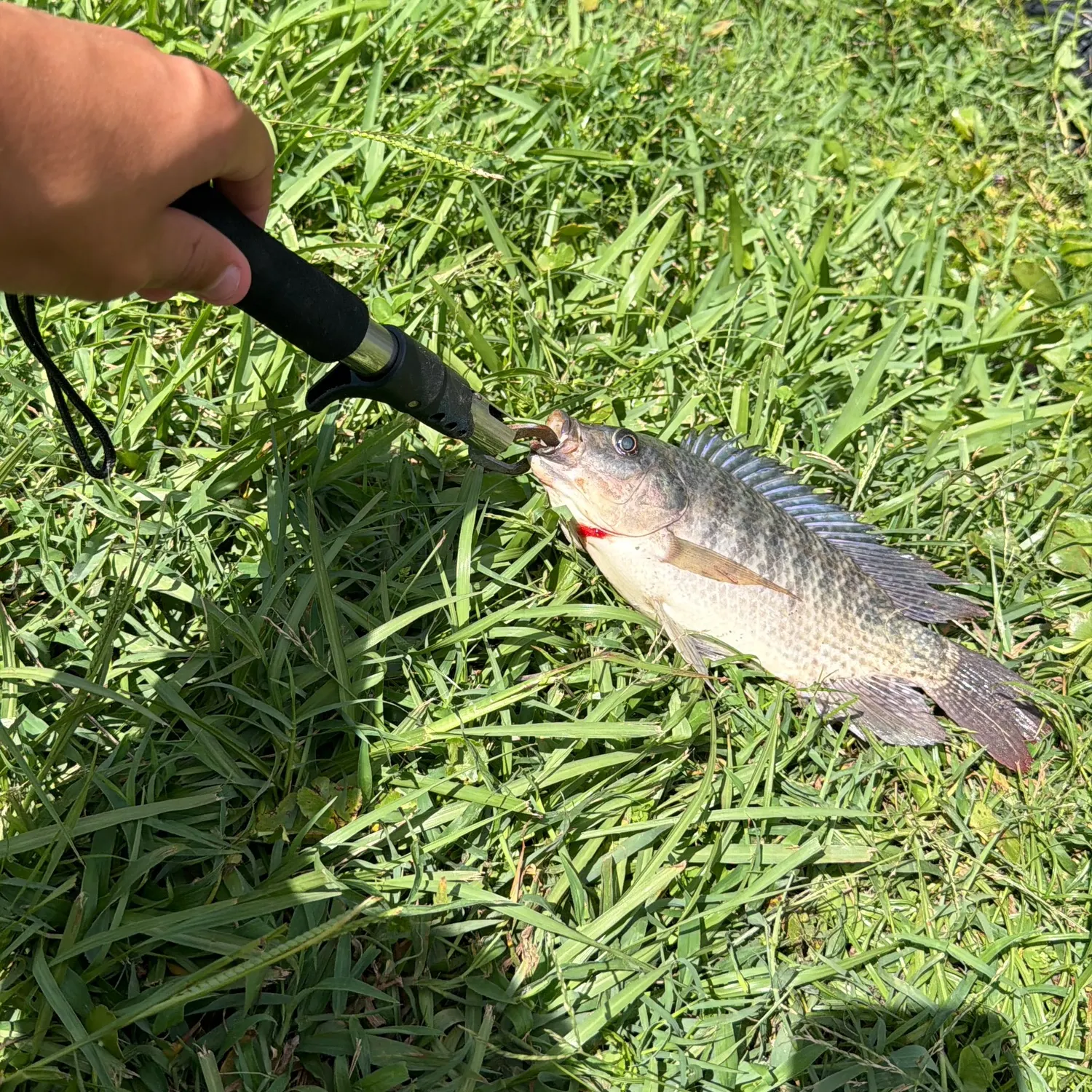 The most recent Nile tilapia catches on Fishbrain