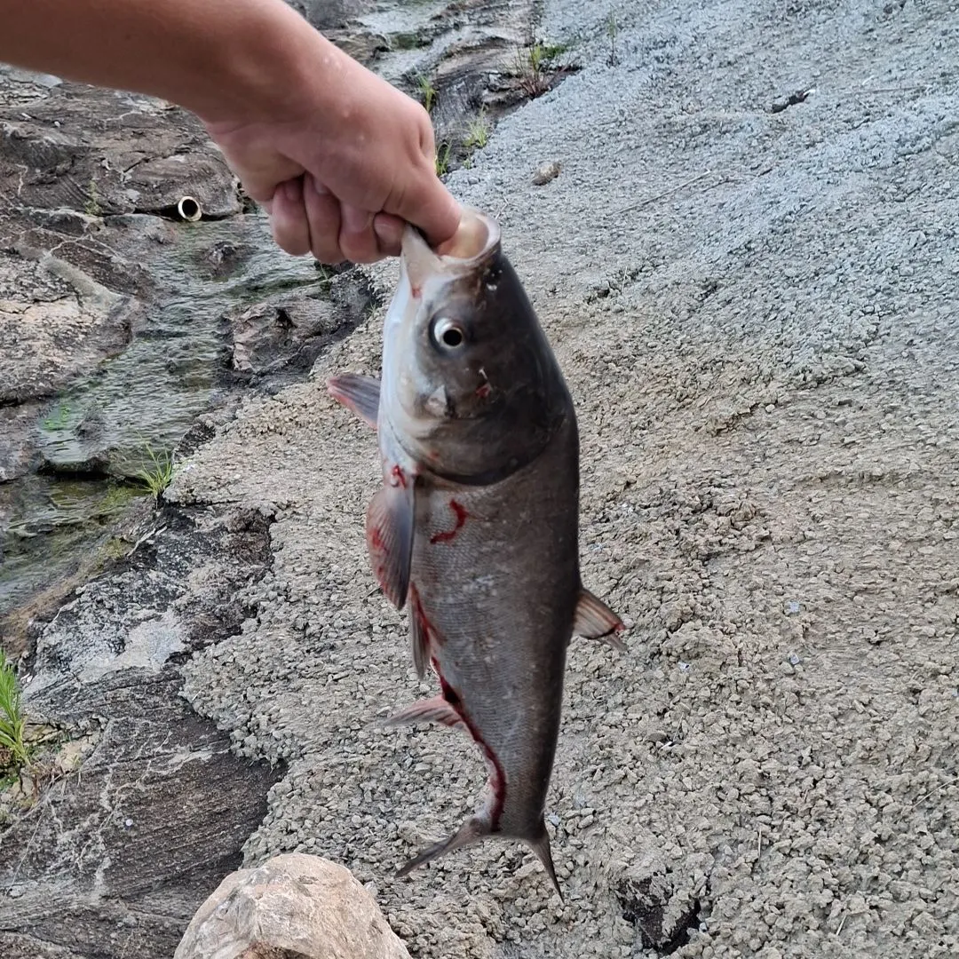 The most recent Silver carp catches on Fishbrain