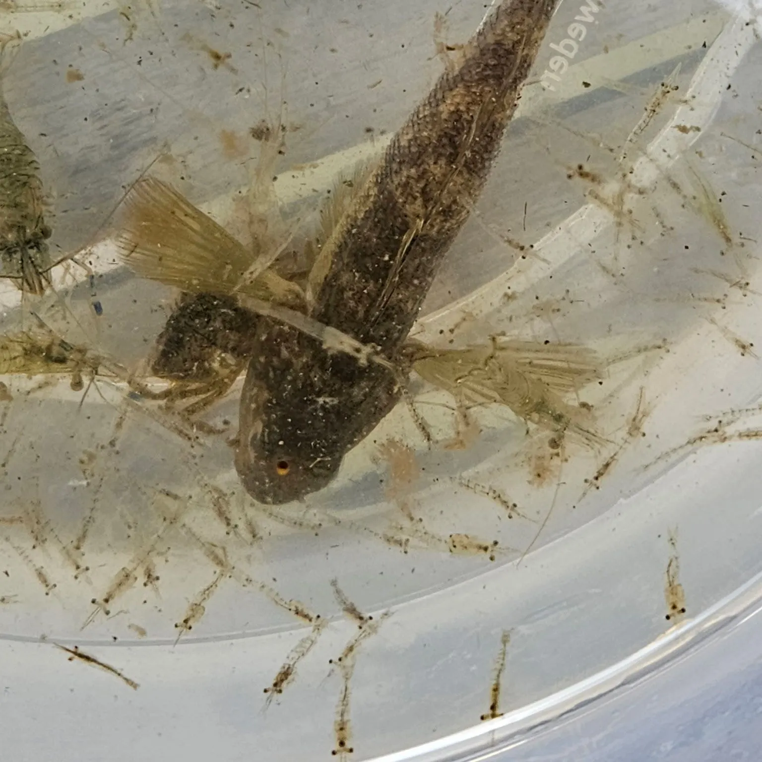 The most recent Round goby catches on Fishbrain