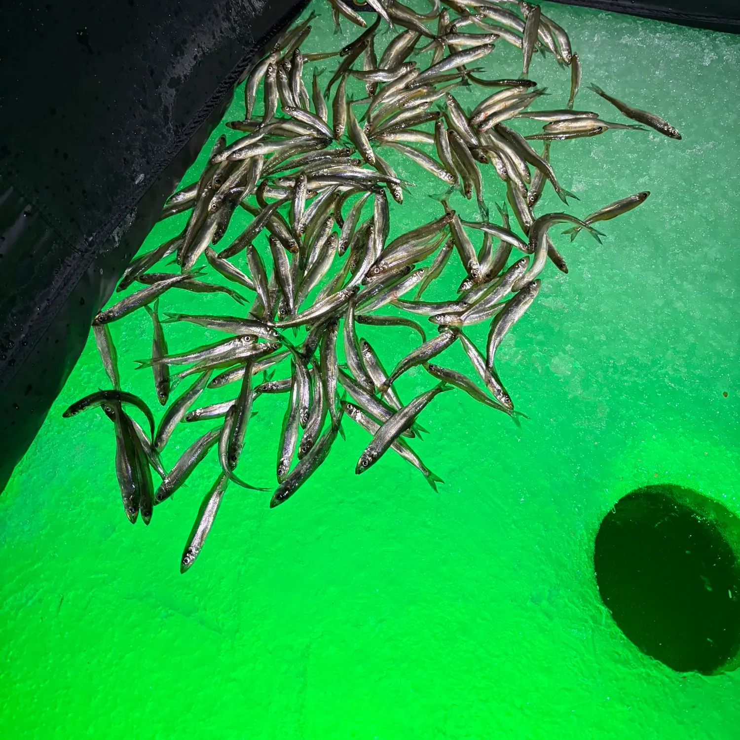 The most recent Arctic rainbow smelt catches on Fishbrain