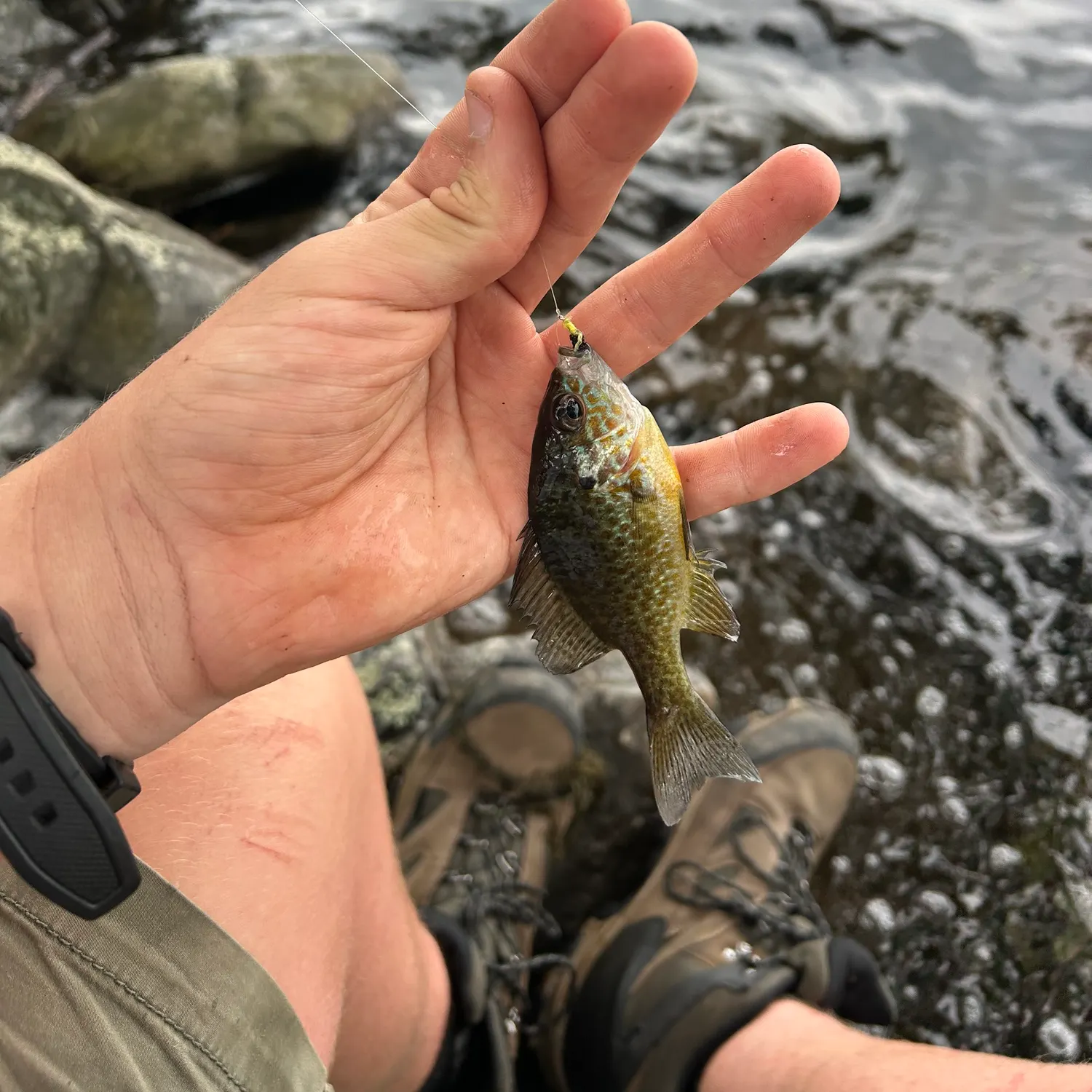 Pumpkinseed caught on Fishbrain