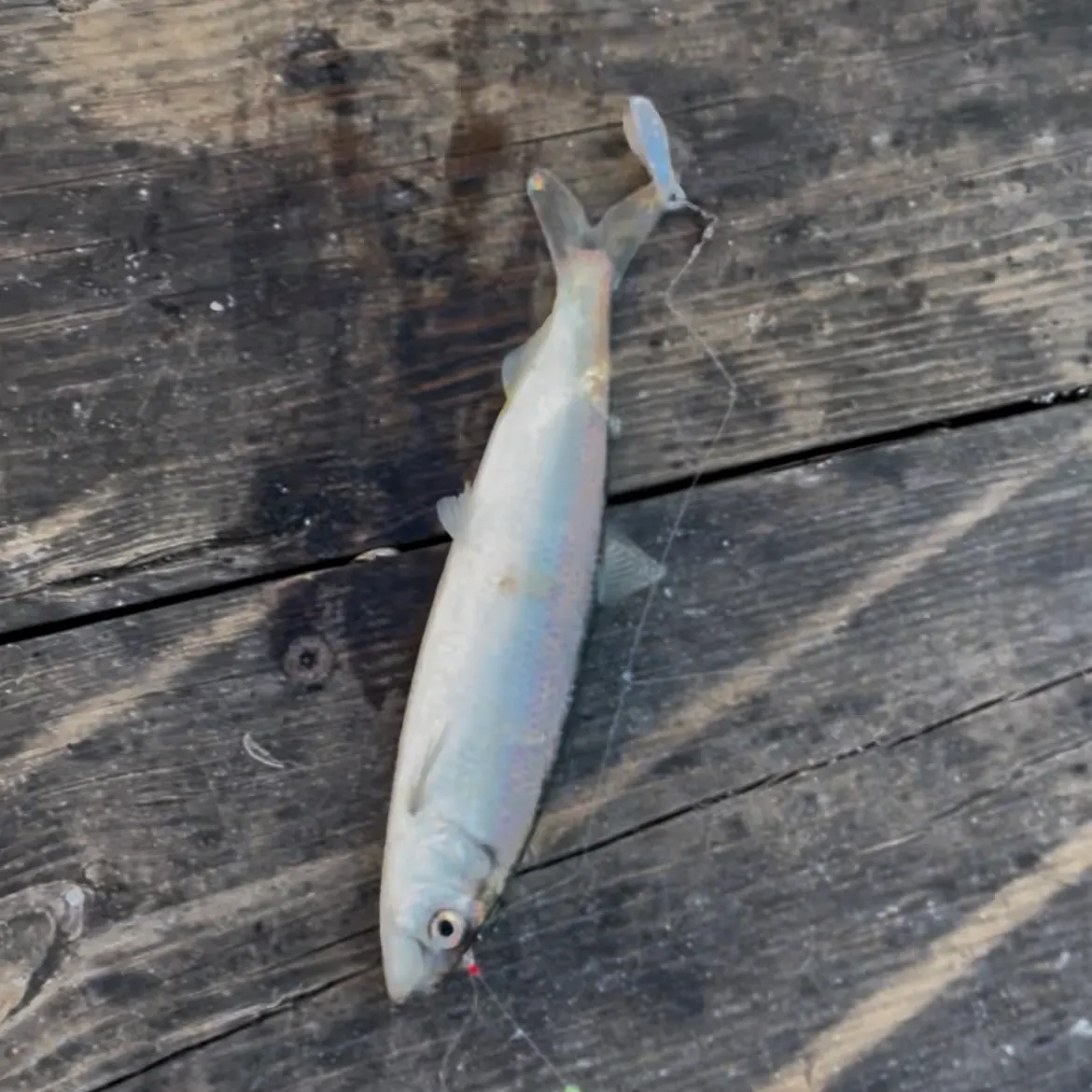 The most recent Atlantic herring catches on Fishbrain