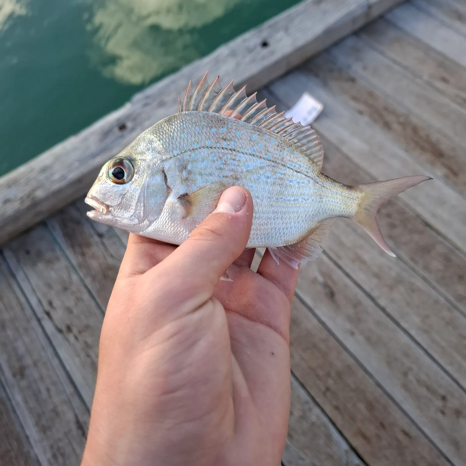 Australasian snapper caught on Fishbrain