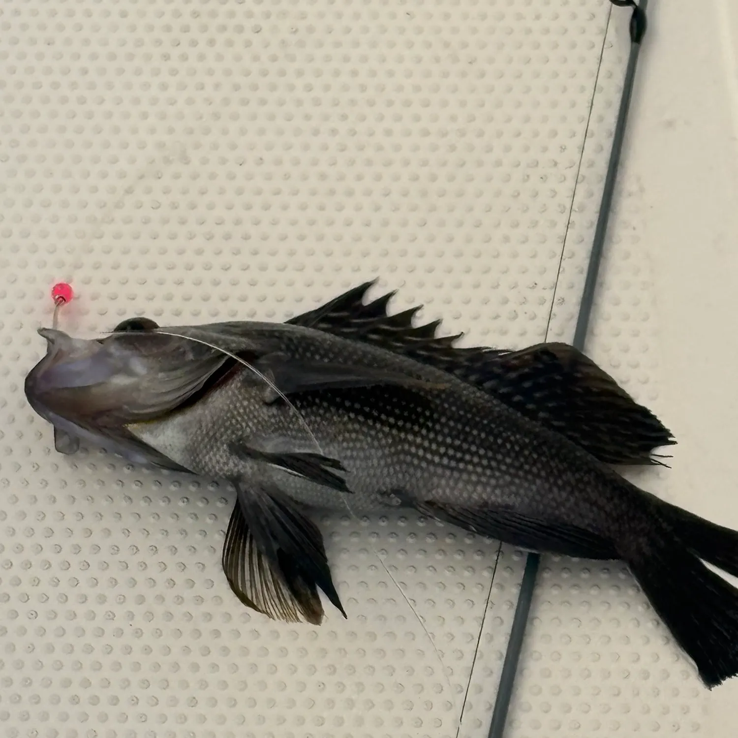 Black sea bass caught on Fishbrain