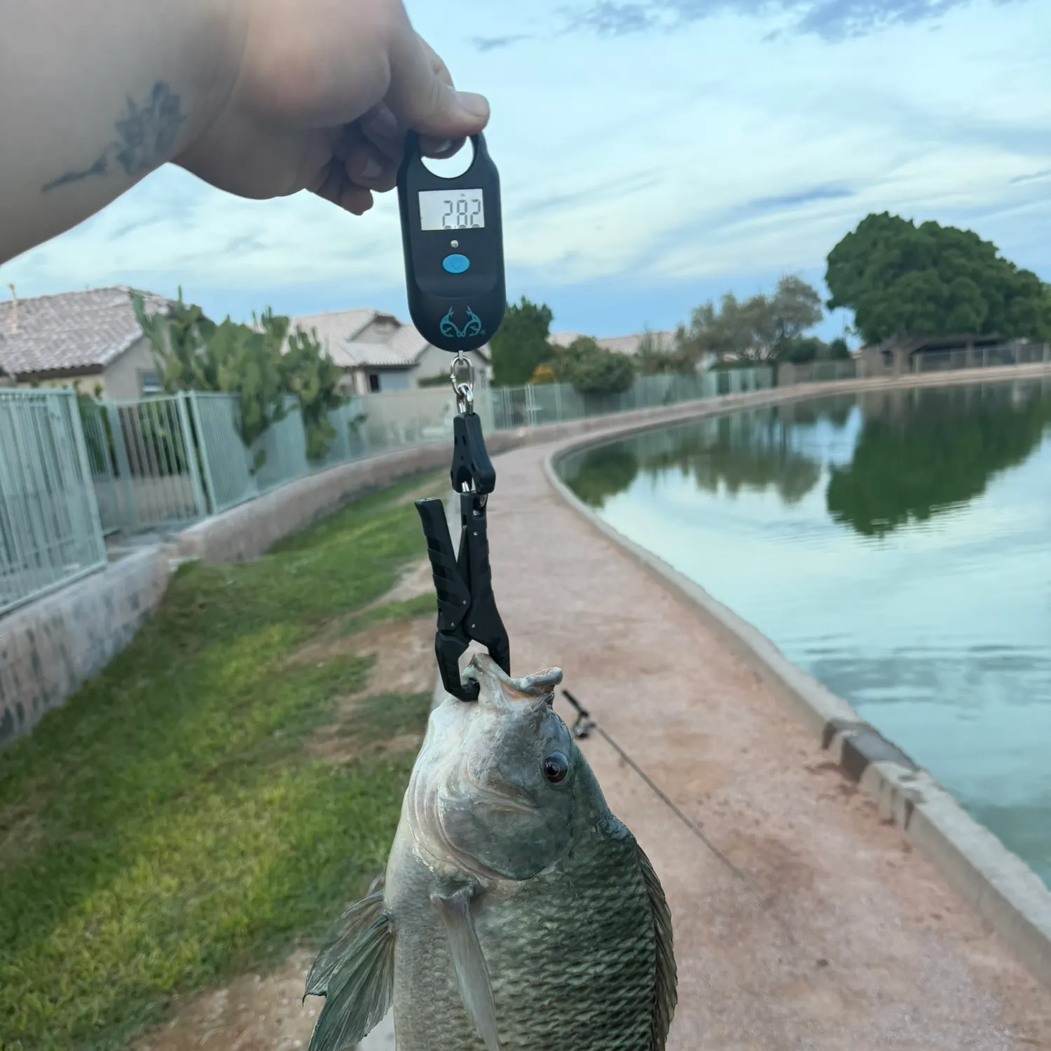Nile tilapia caught on Fishbrain