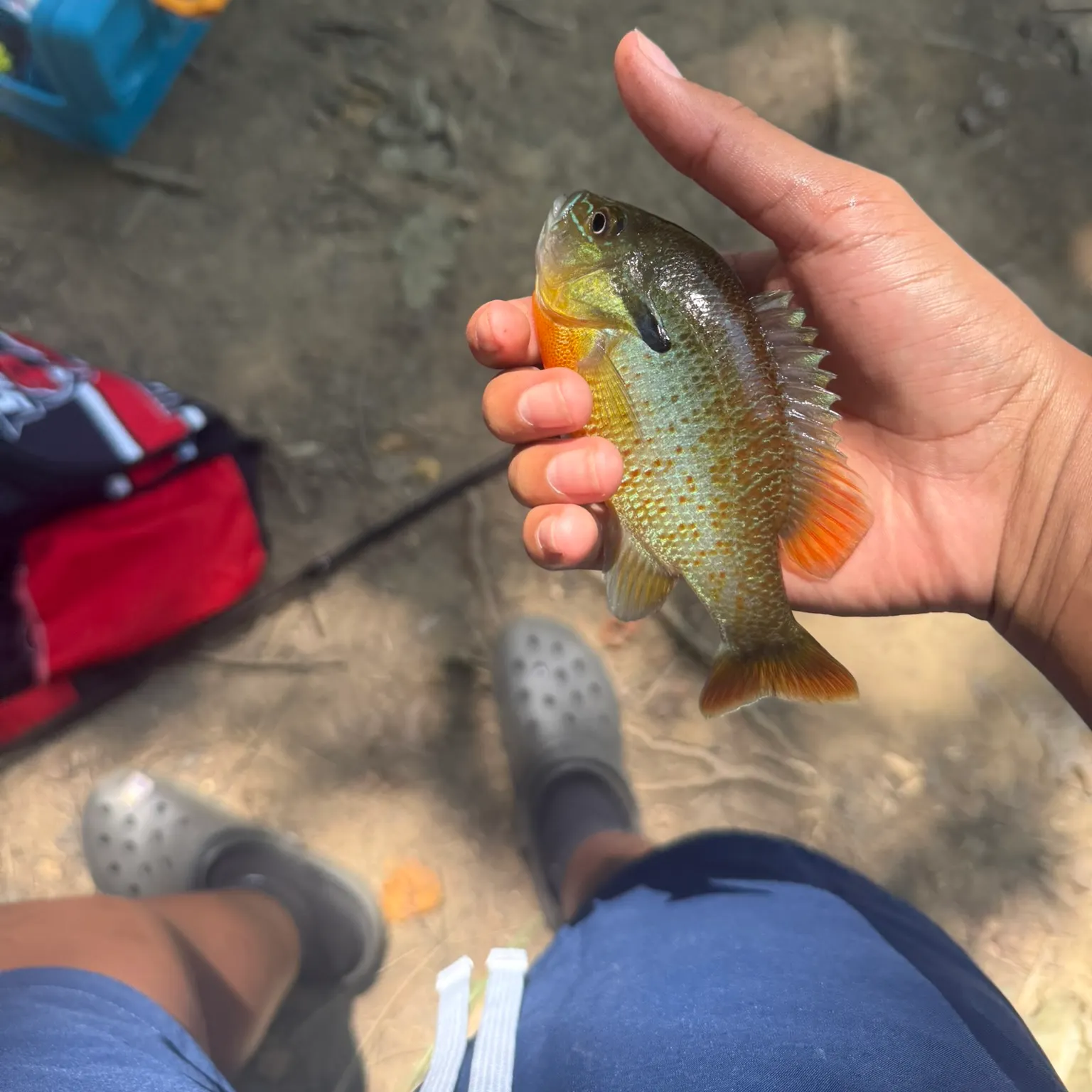 The most recent Redbreast sunfish catches on Fishbrain