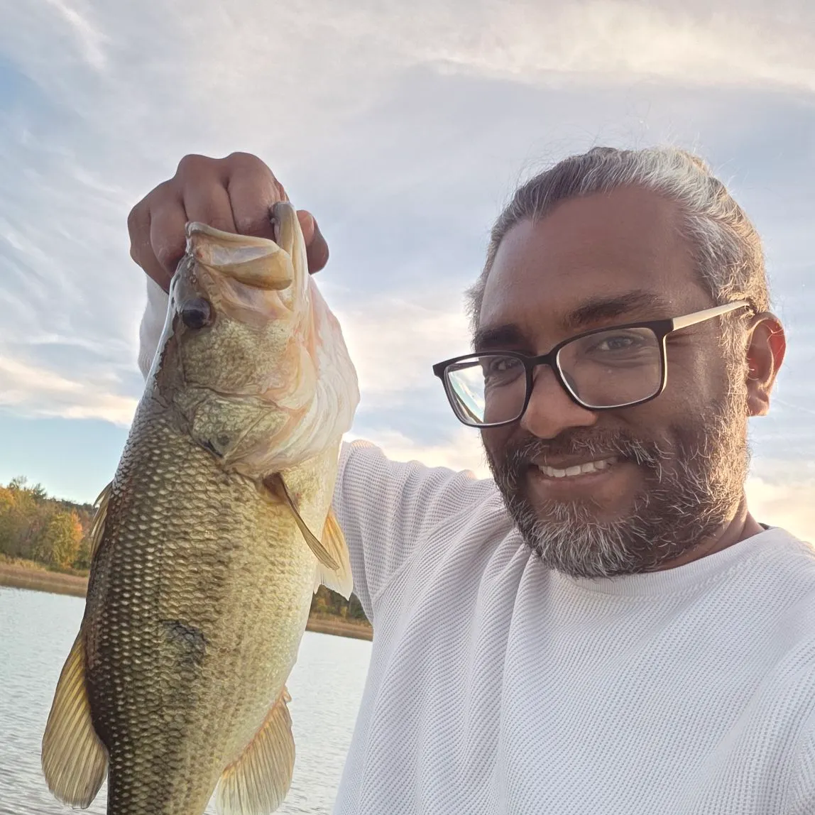 Largemouth bass caught on Fishbrain