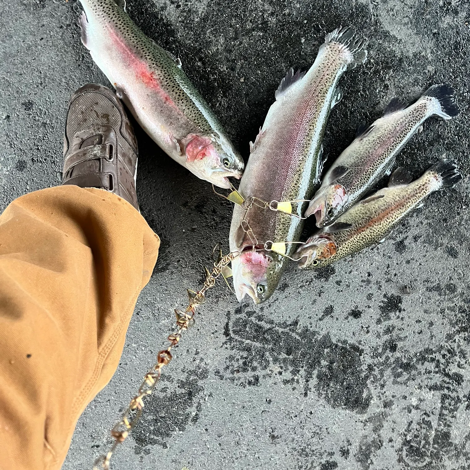 recently logged catches