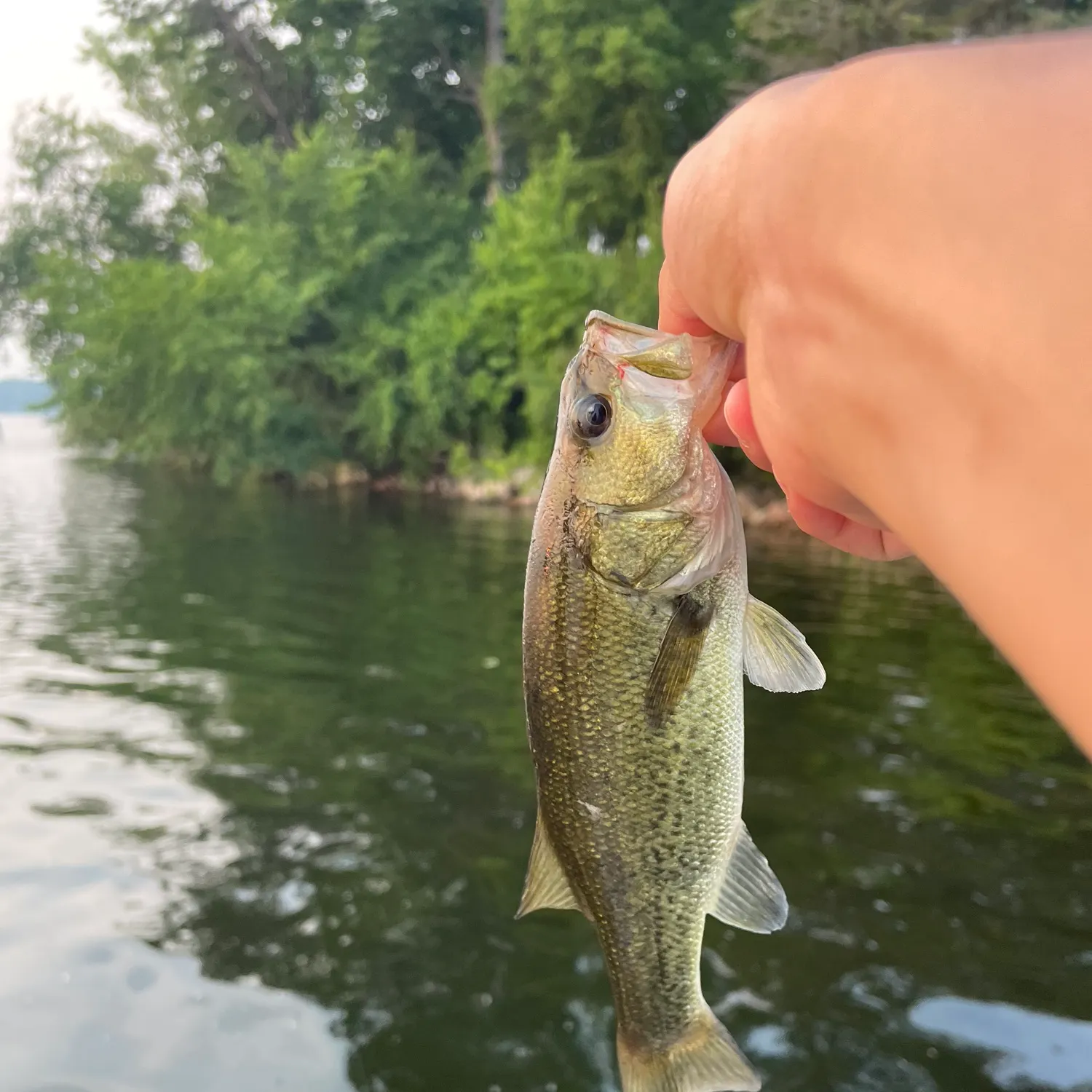 angler catch