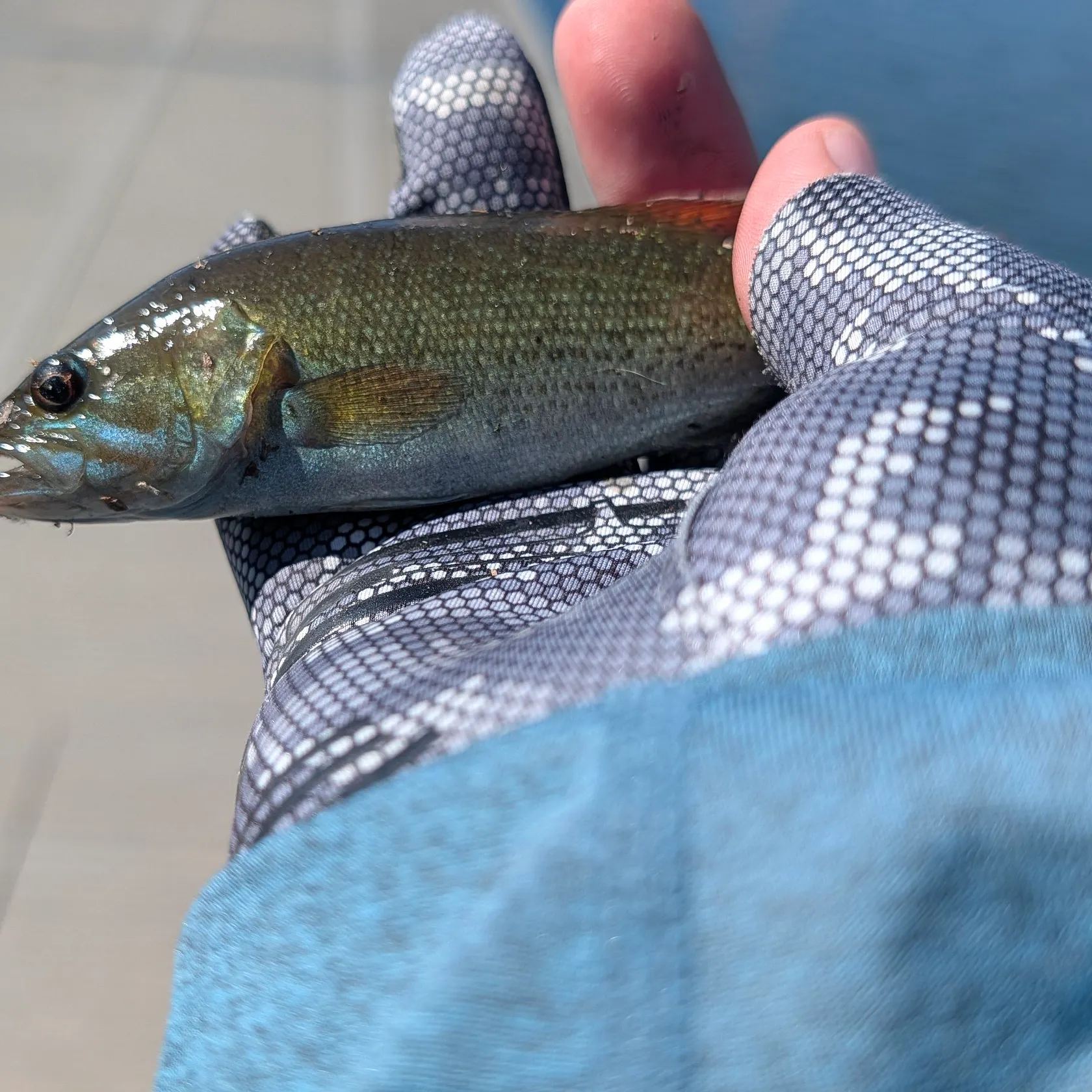 catch