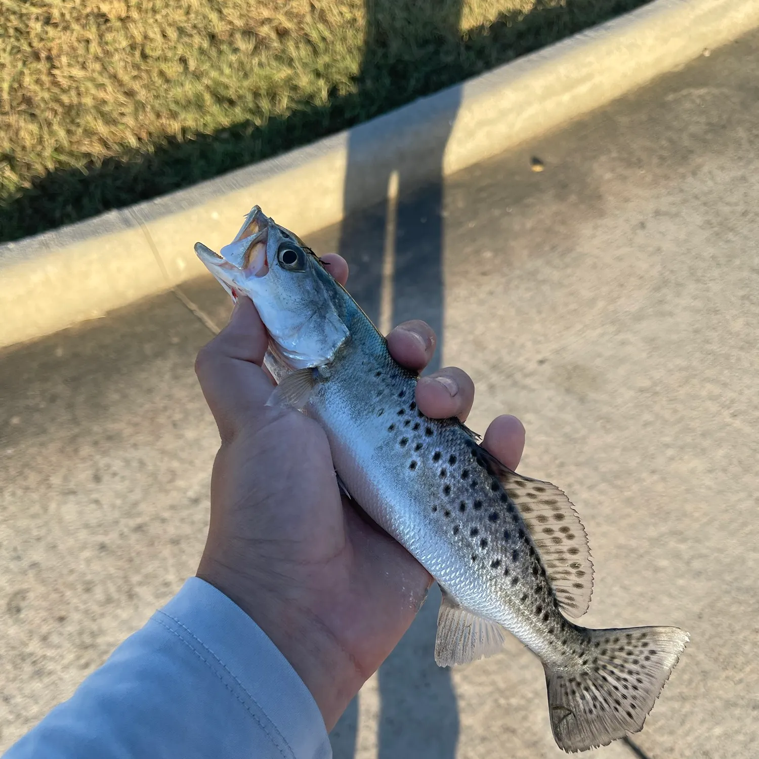 Spotted seatrout caught on Fishbrain