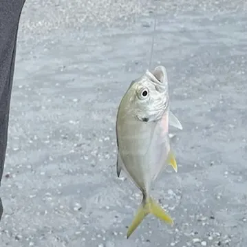 The most recent Florida pompano catches on Fishbrain