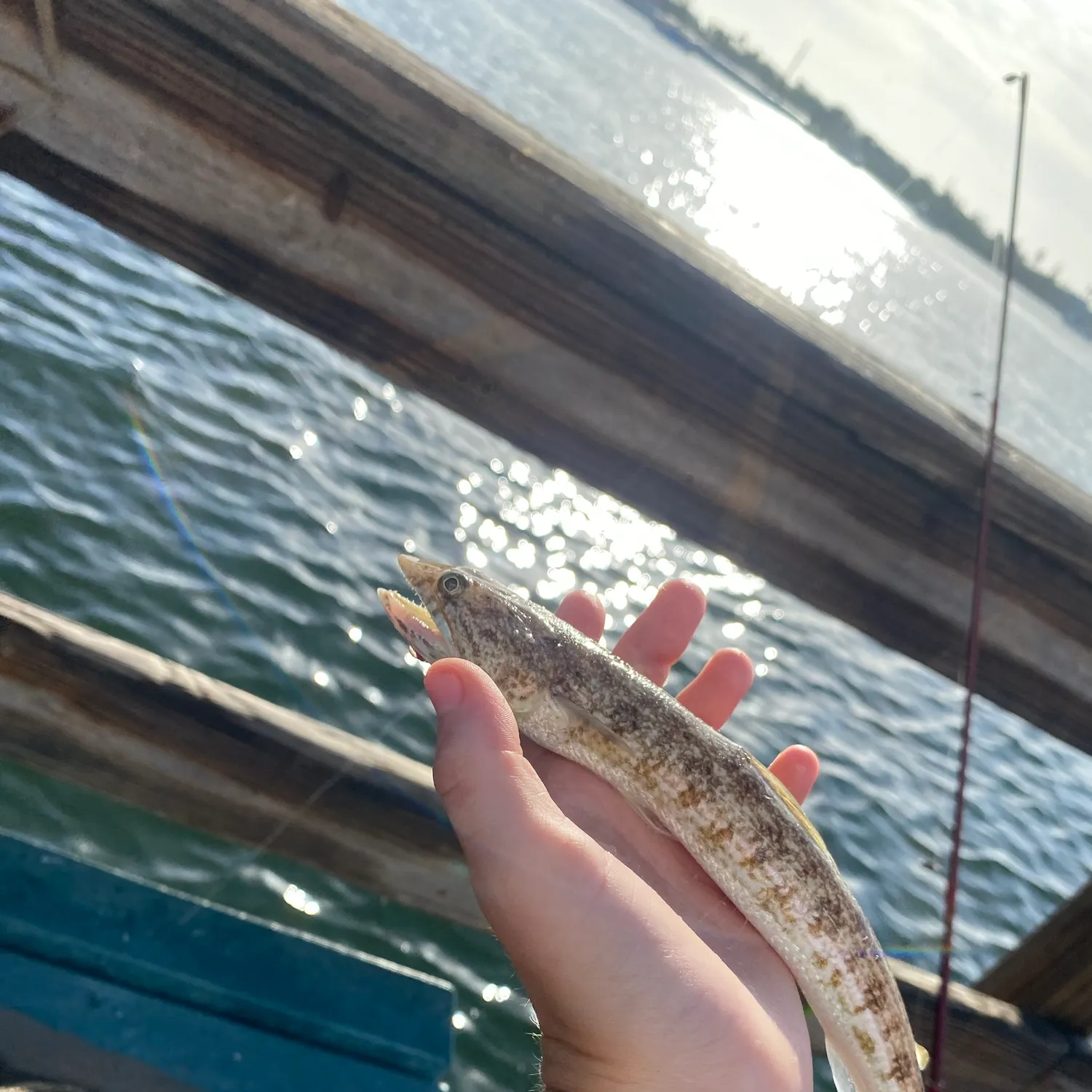 Inshore lizardfish caught on Fishbrain