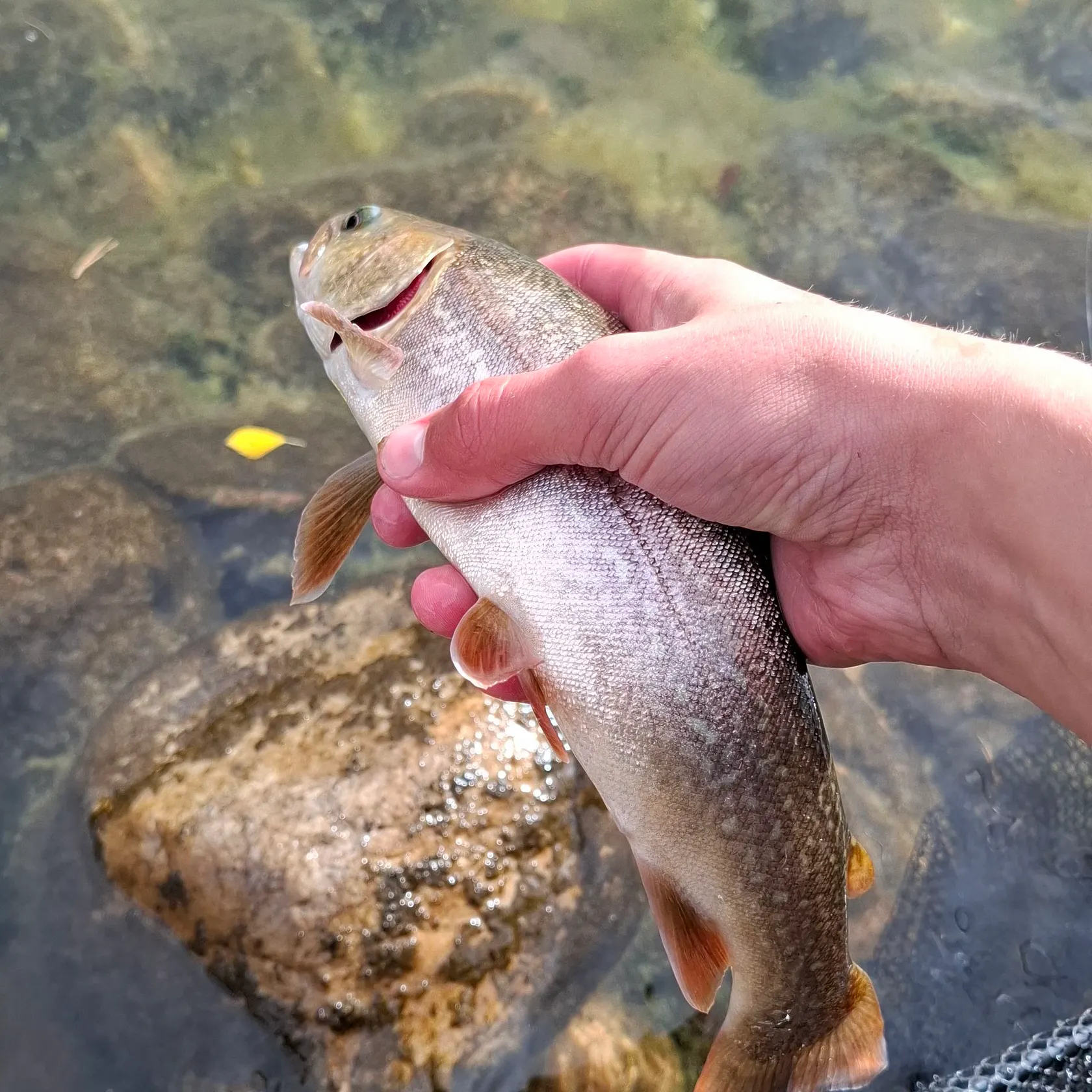 Arctic char caught on Fishbrain