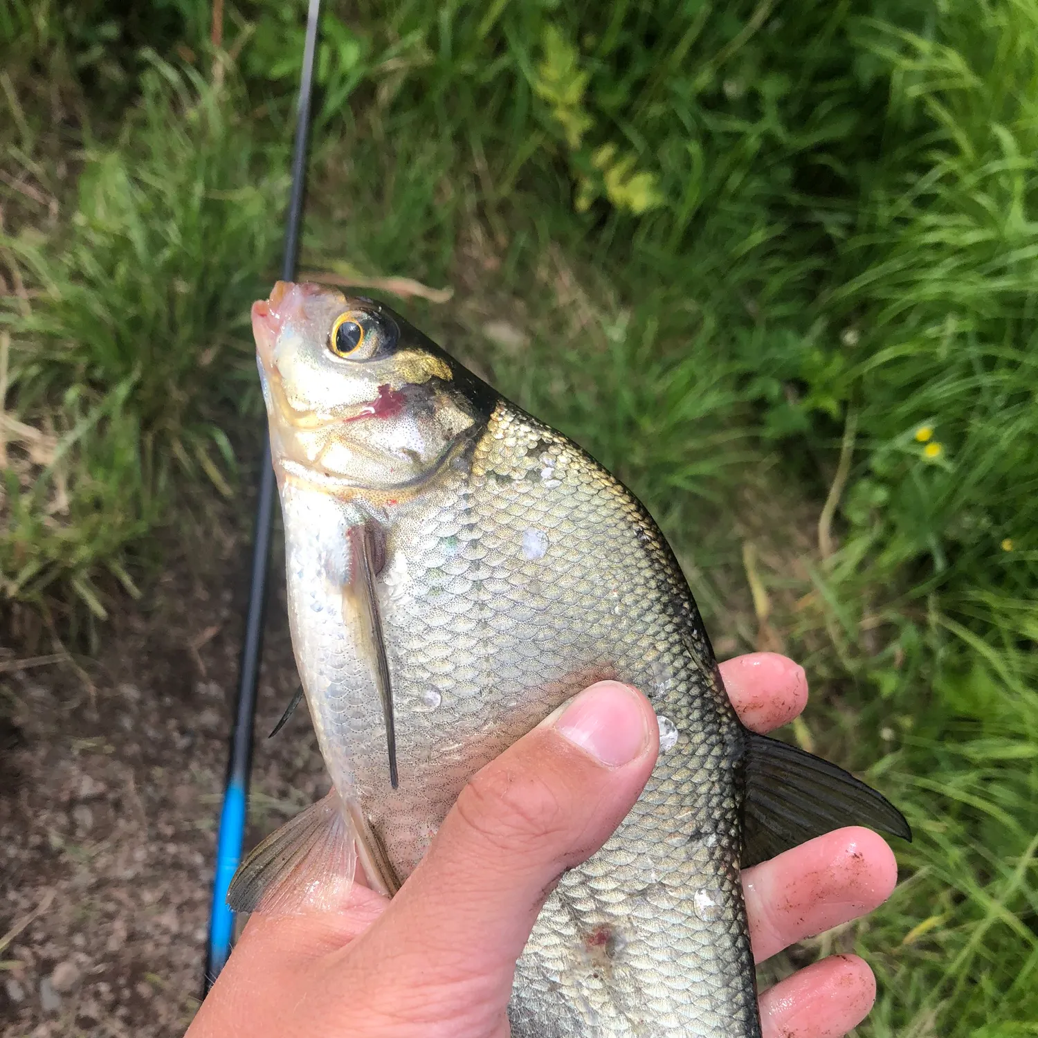 The most recent Common bream catches on Fishbrain