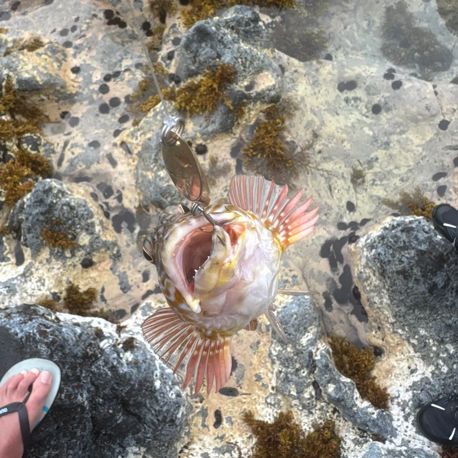 The most recent Stocky hawkfish catches on Fishbrain