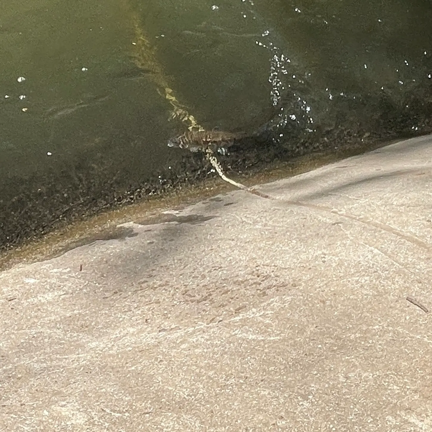 Rainbow trout caught on Fishbrain