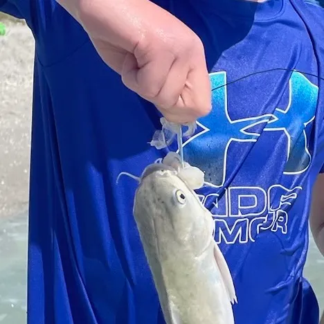 The most recent Hardhead sea catfish catches on Fishbrain