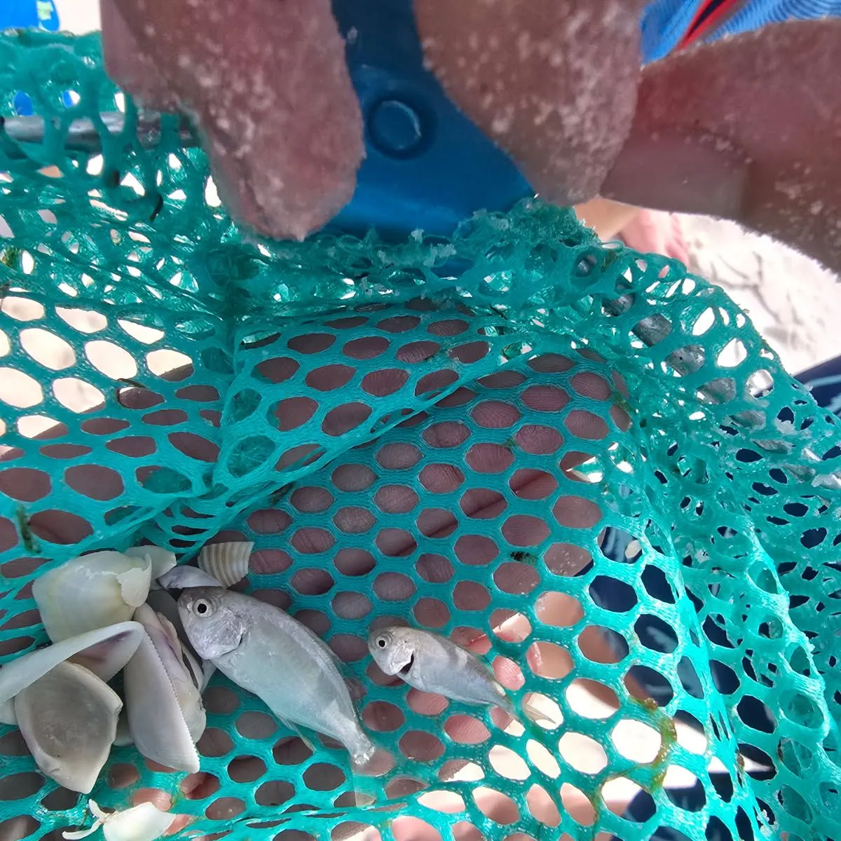 The most recent Silverjaw minnow catches on Fishbrain