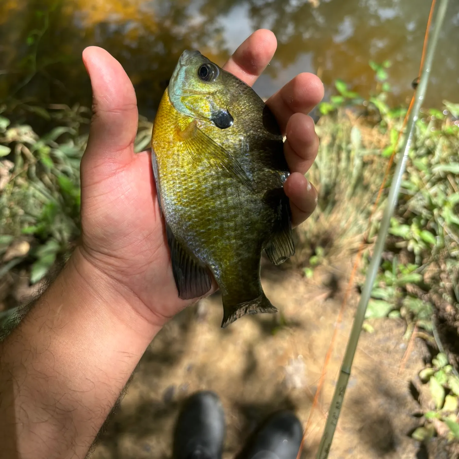 Bluegill caught on Fishbrain