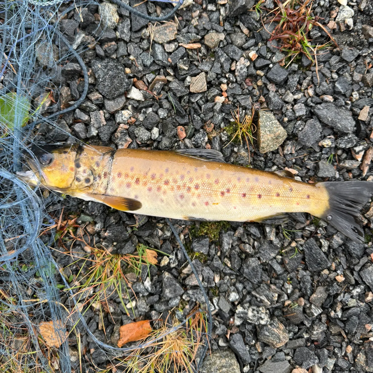 Brown trout caught on Fishbrain