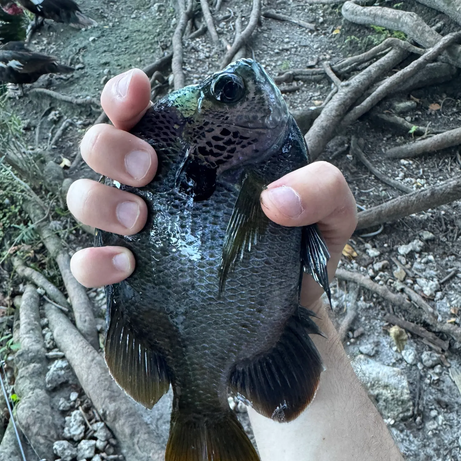 The most recent Coppernose bluegill catches on Fishbrain