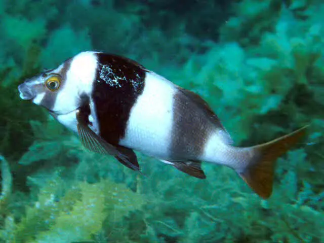 Magpie perch