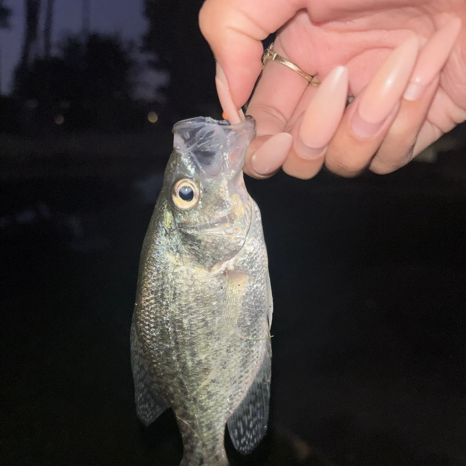 White crappie caught on Fishbrain