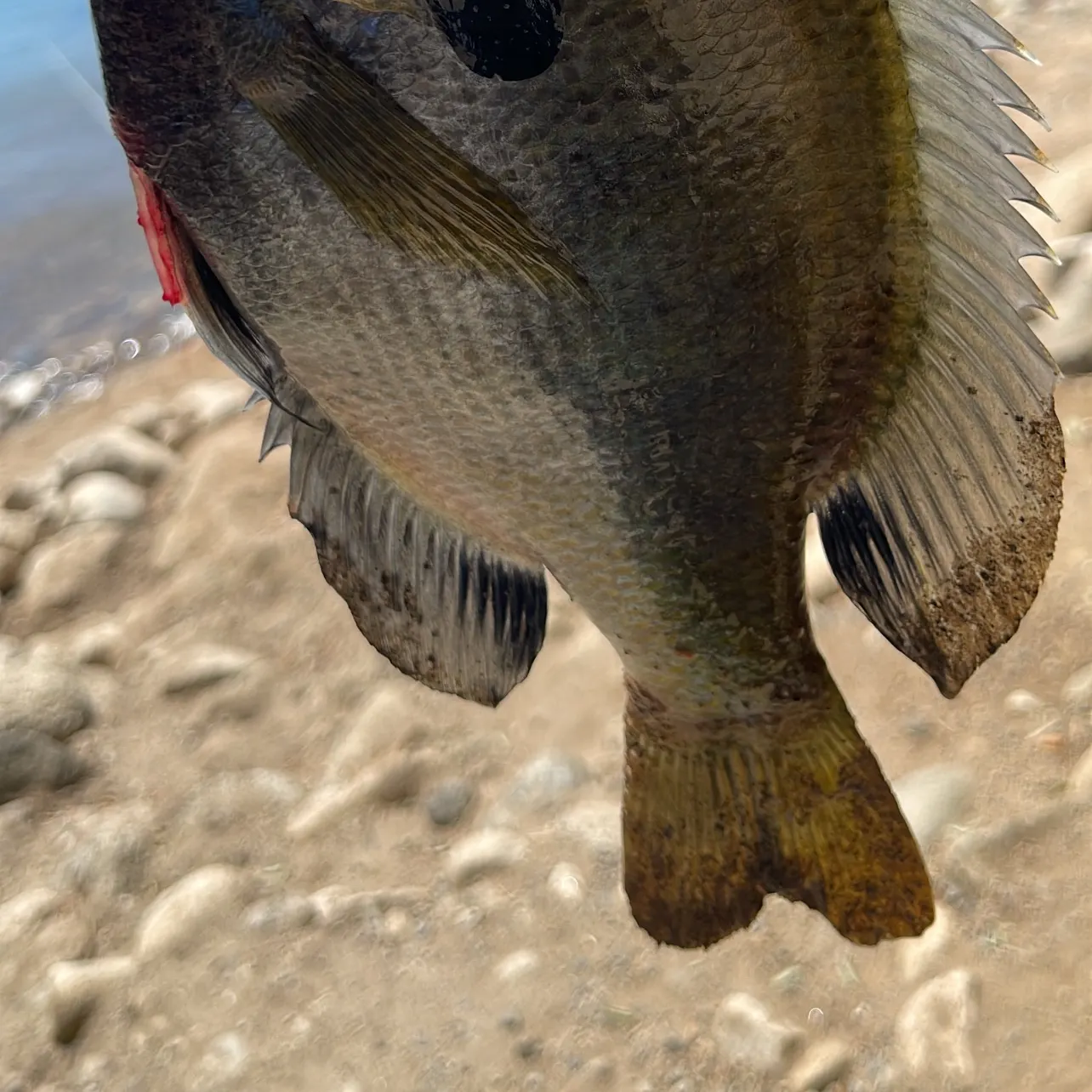 Bluegill caught on Fishbrain