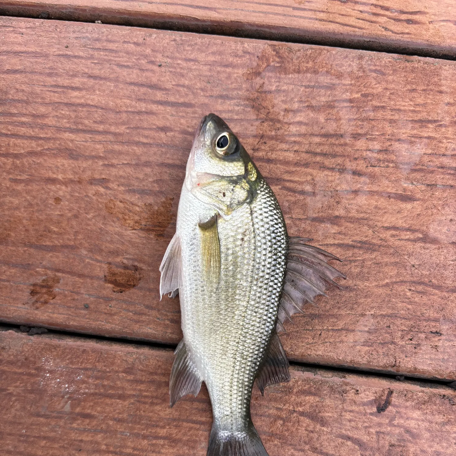 White perch caught on Fishbrain