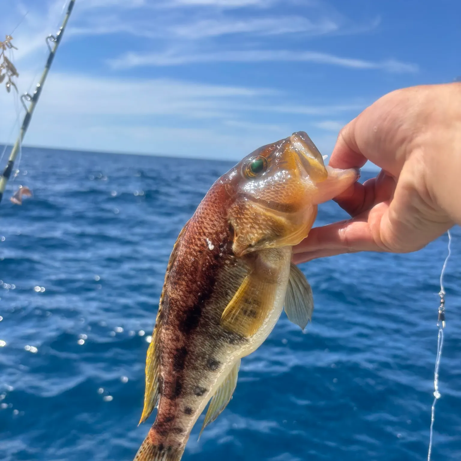 The most recent Bank sea bass catches on Fishbrain