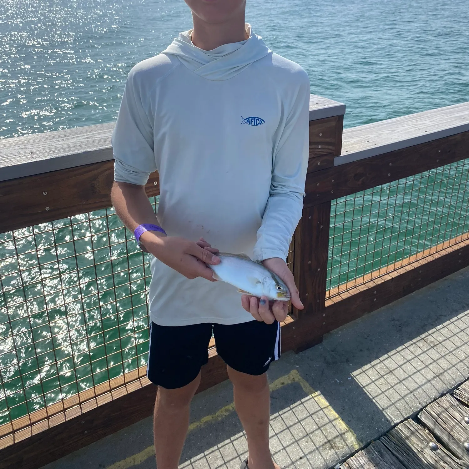 The most recent Lesser amberjack catches on Fishbrain