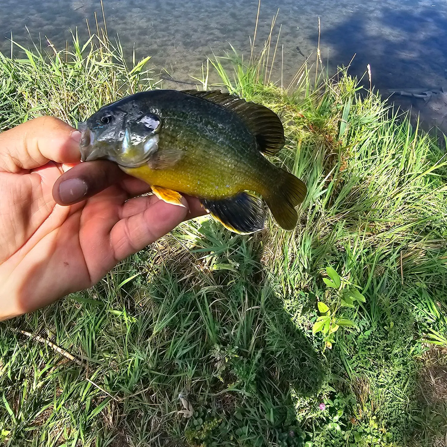 Green sunfish caught on Fishbrain