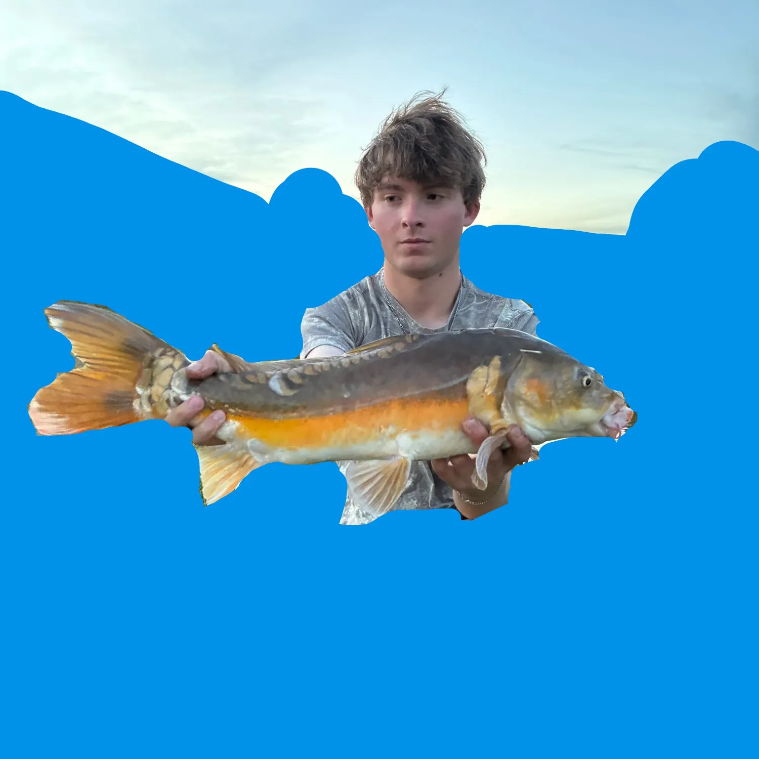 Koi carp caught on Fishbrain