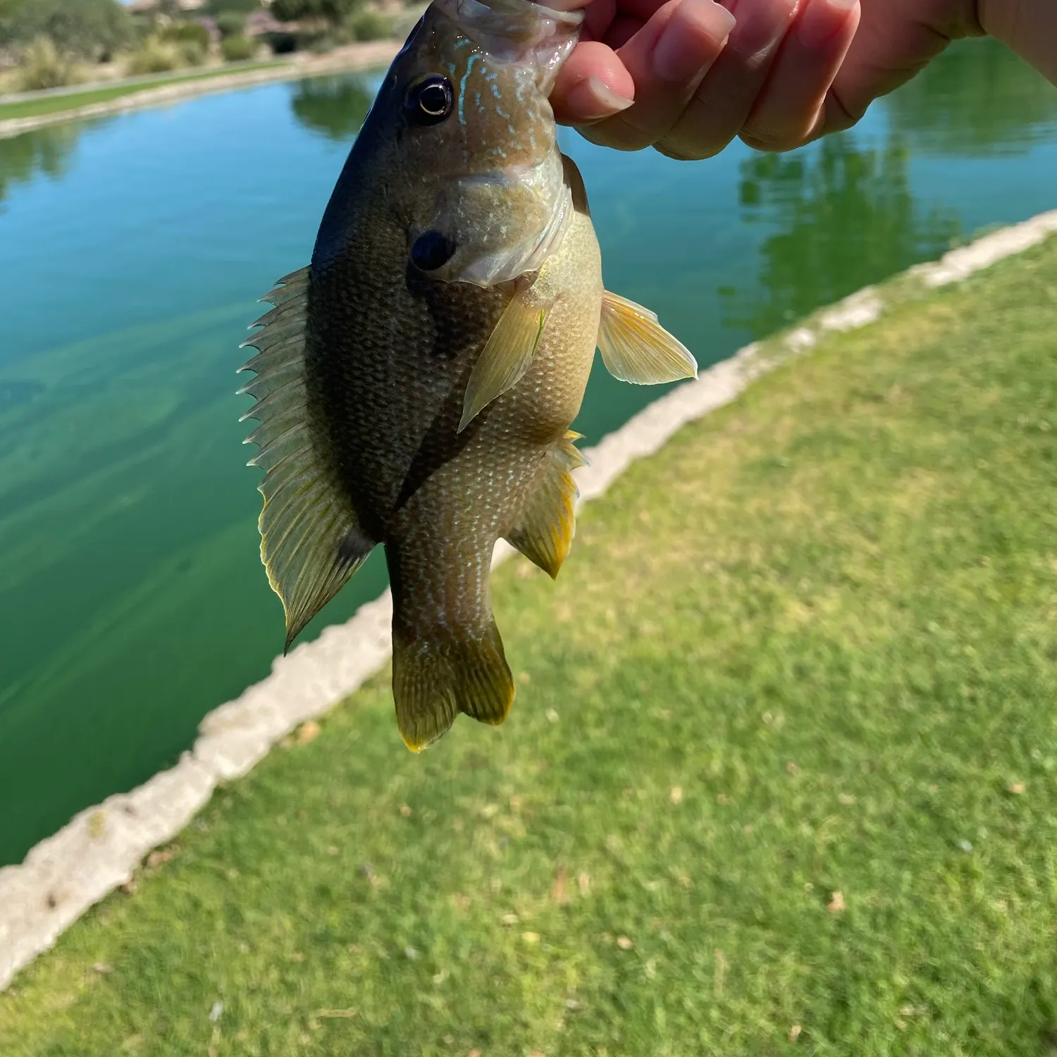 Green sunfish caught on Fishbrain