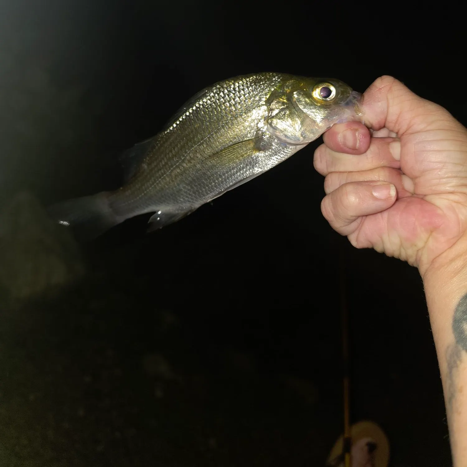 White perch caught on Fishbrain