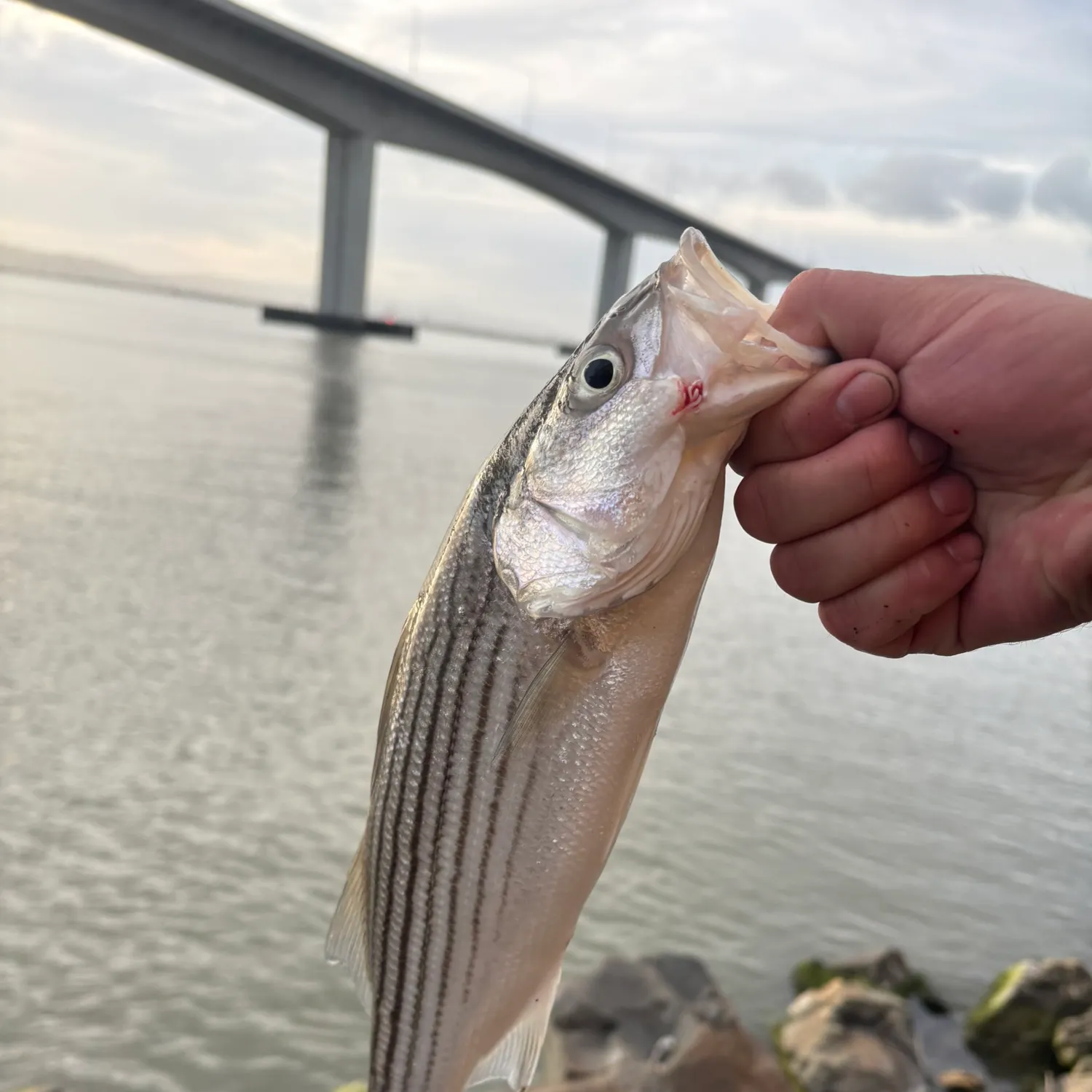 The most recent Striped bass catches on Fishbrain