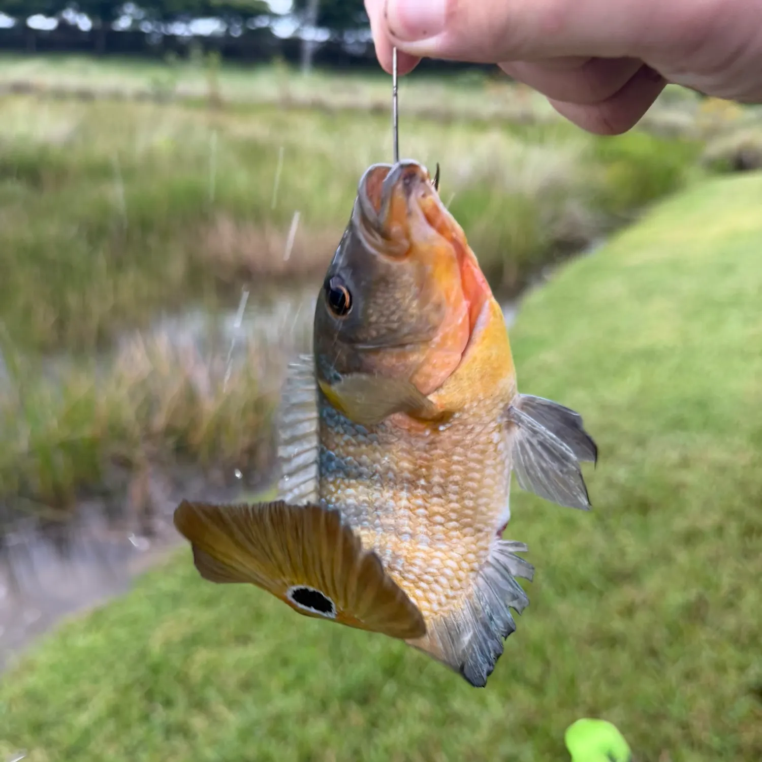 Mayan cichlid caught on Fishbrain