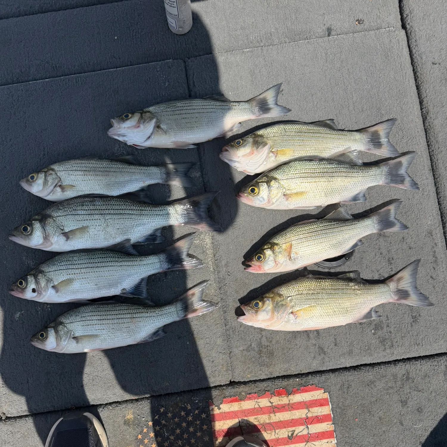 White bass caught on Fishbrain