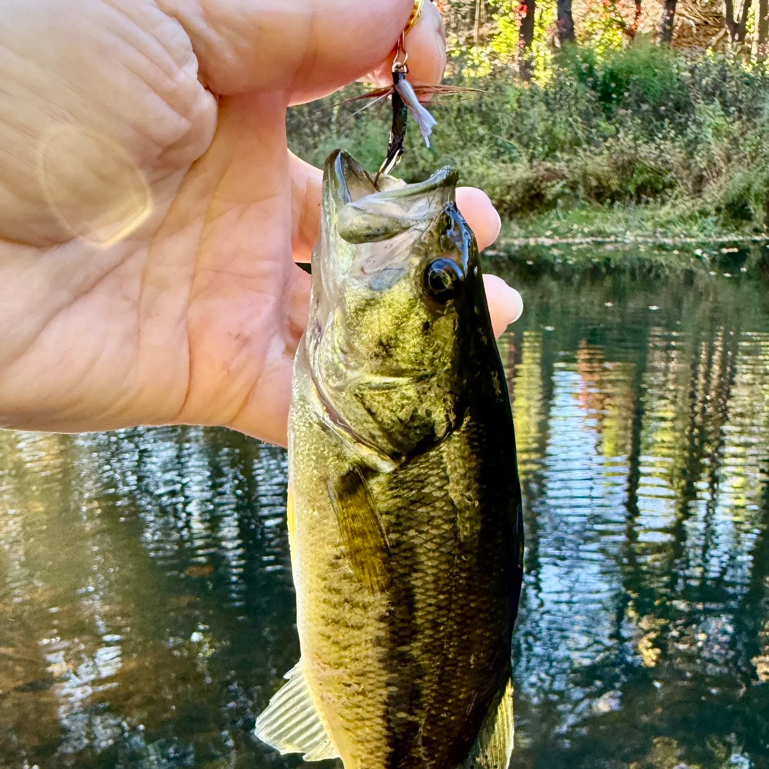 Largemouth bass caught on Fishbrain