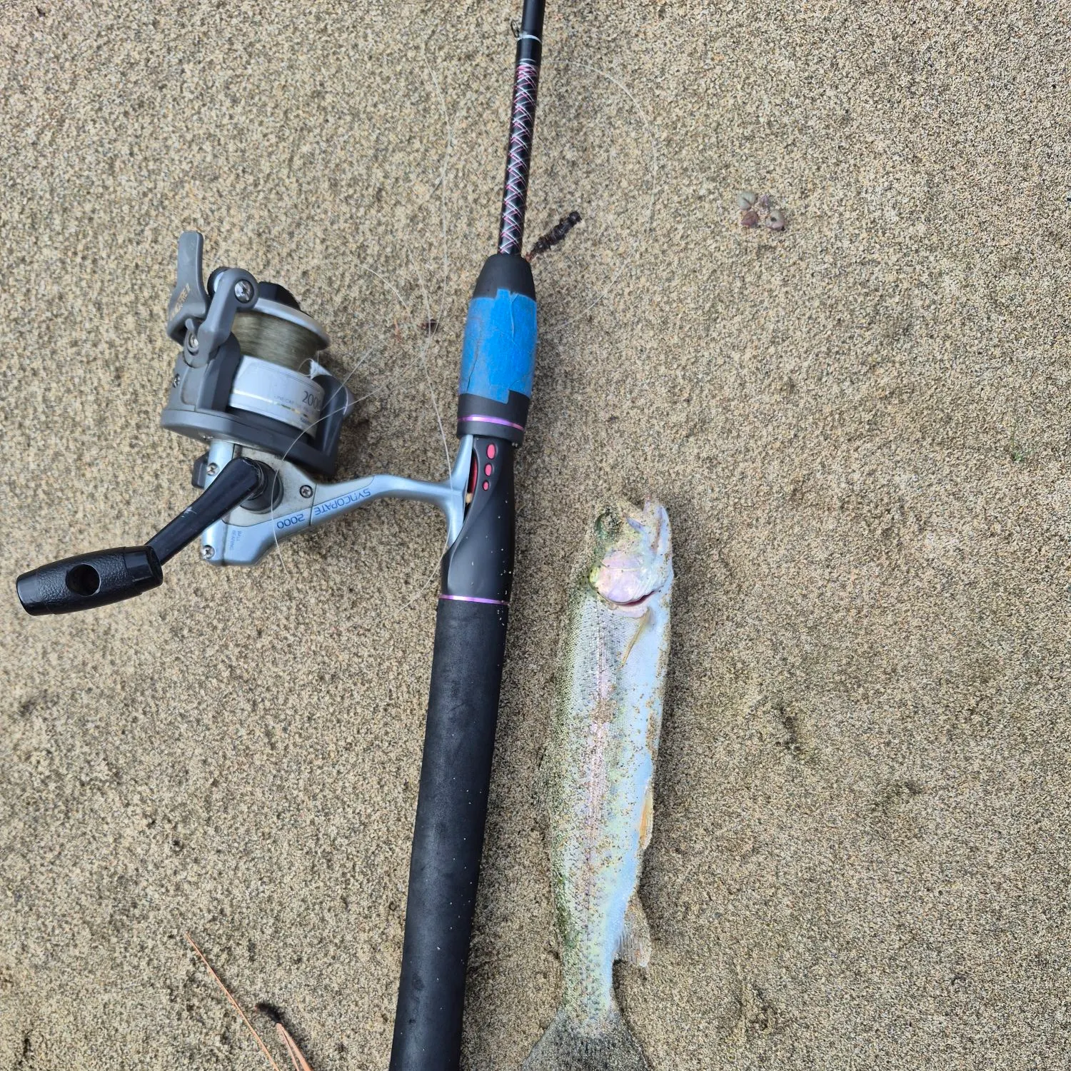 Rainbow trout caught on Fishbrain