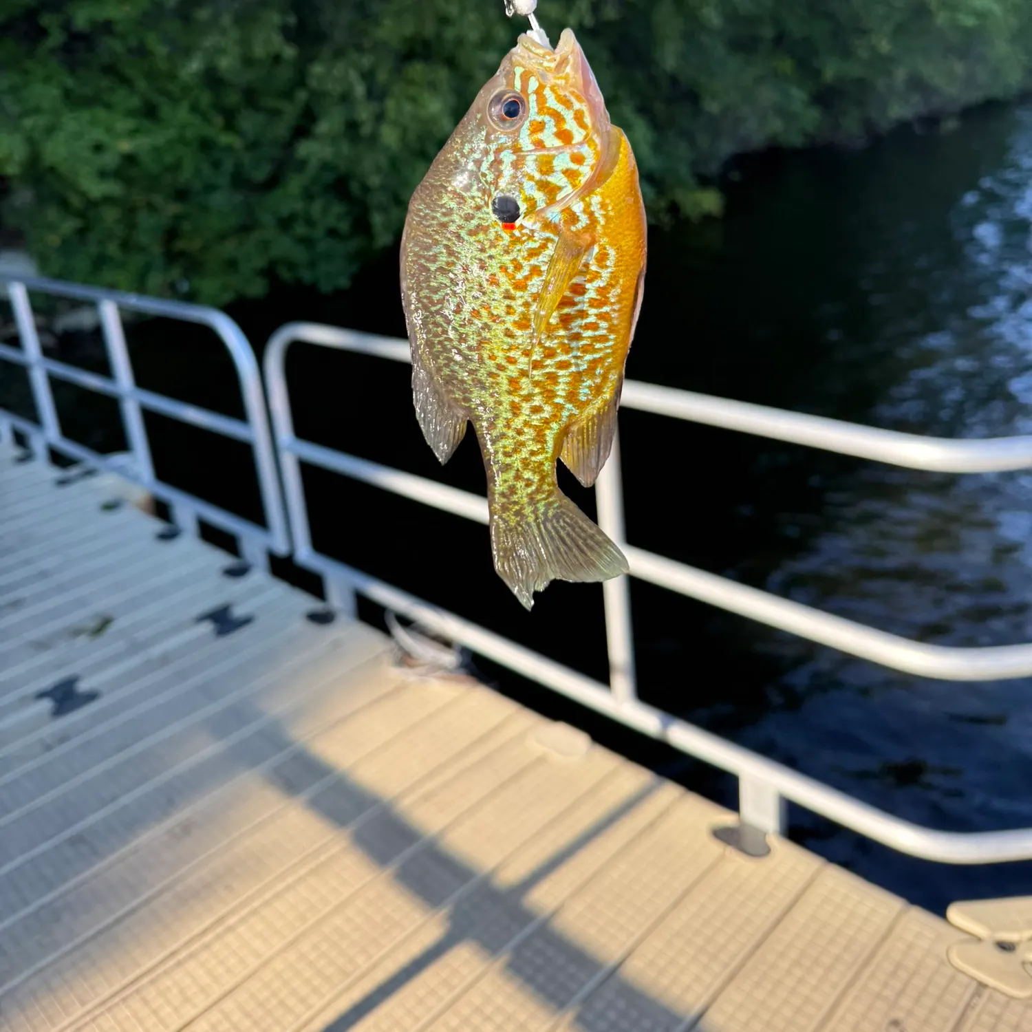 Pumpkinseed caught on Fishbrain