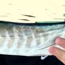 The most recent Sawtooth barracuda catches on Fishbrain
