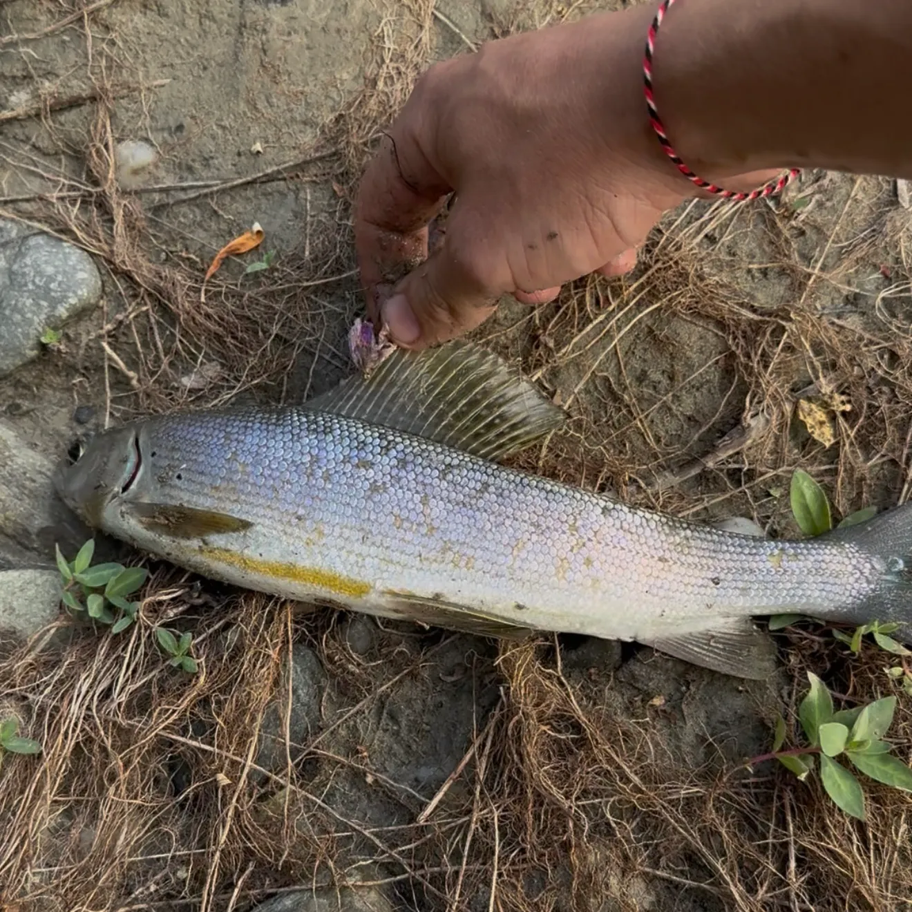 Arctic grayling caught on Fishbrain