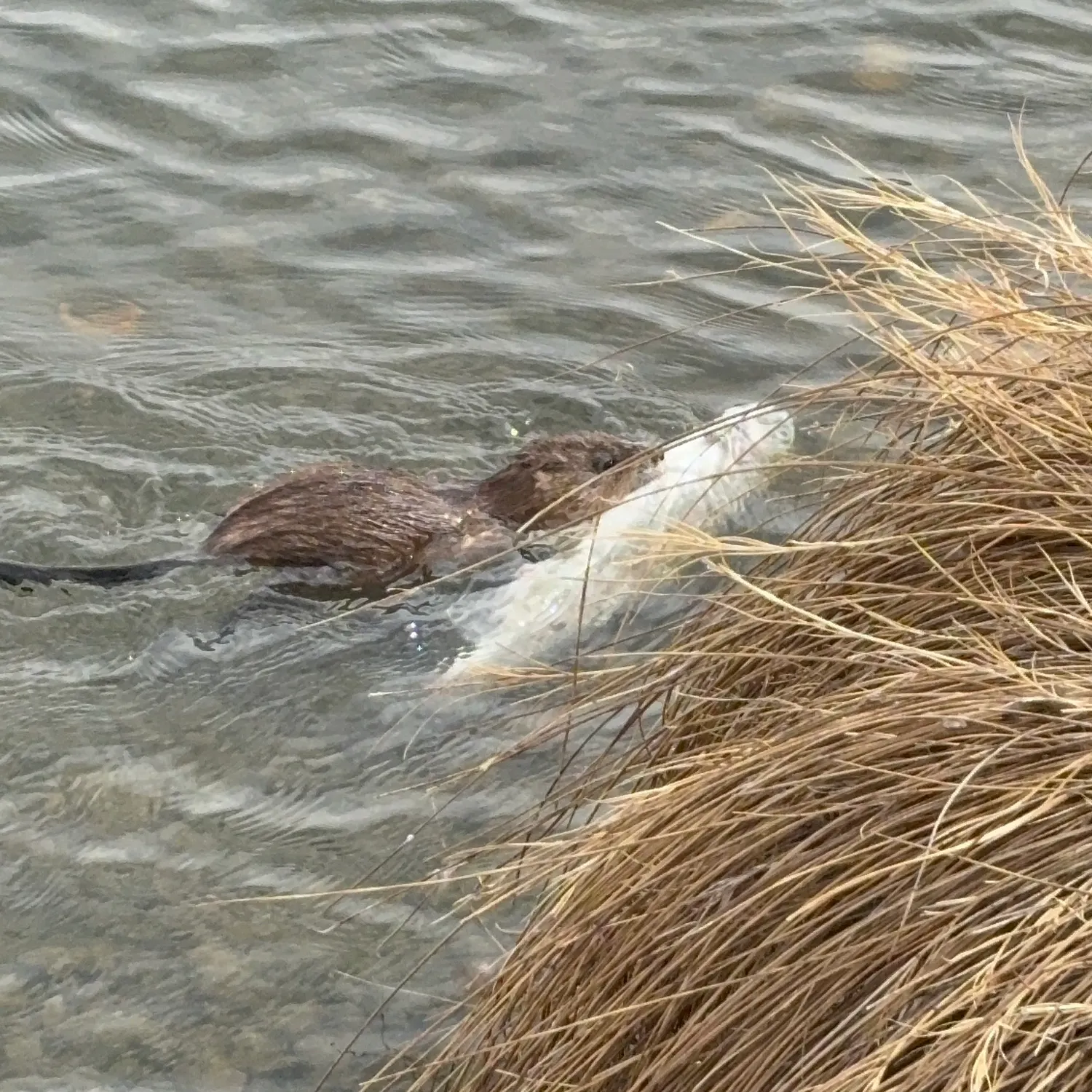 The most recent Rainbow trout catches on Fishbrain